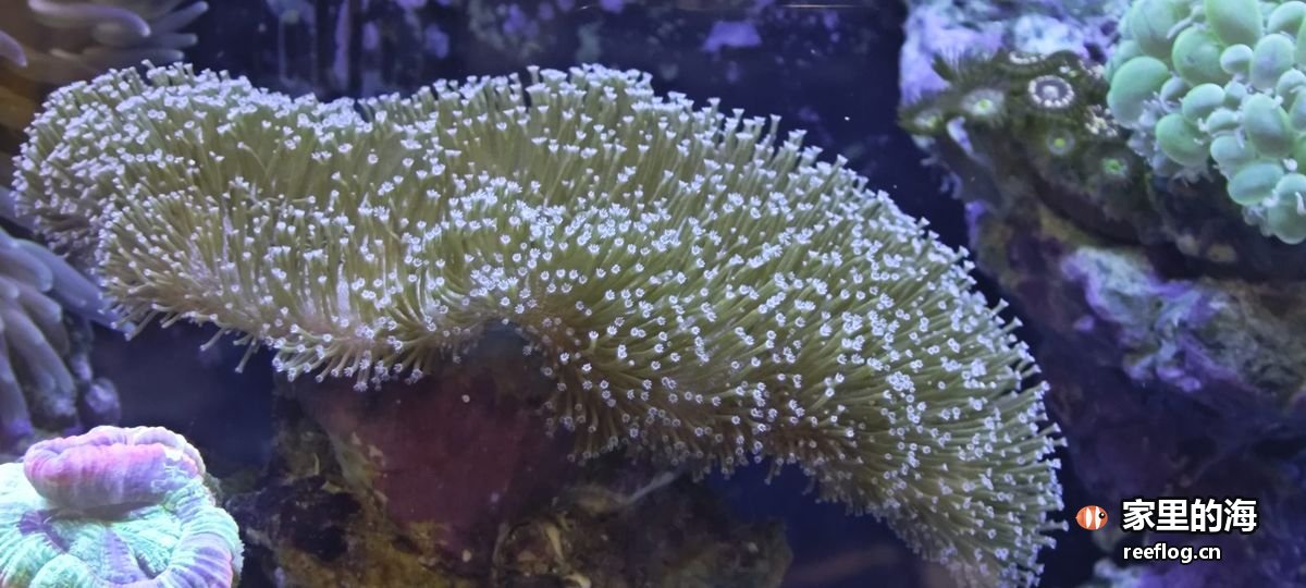 蓝紫色调的海缸实拍，横构图