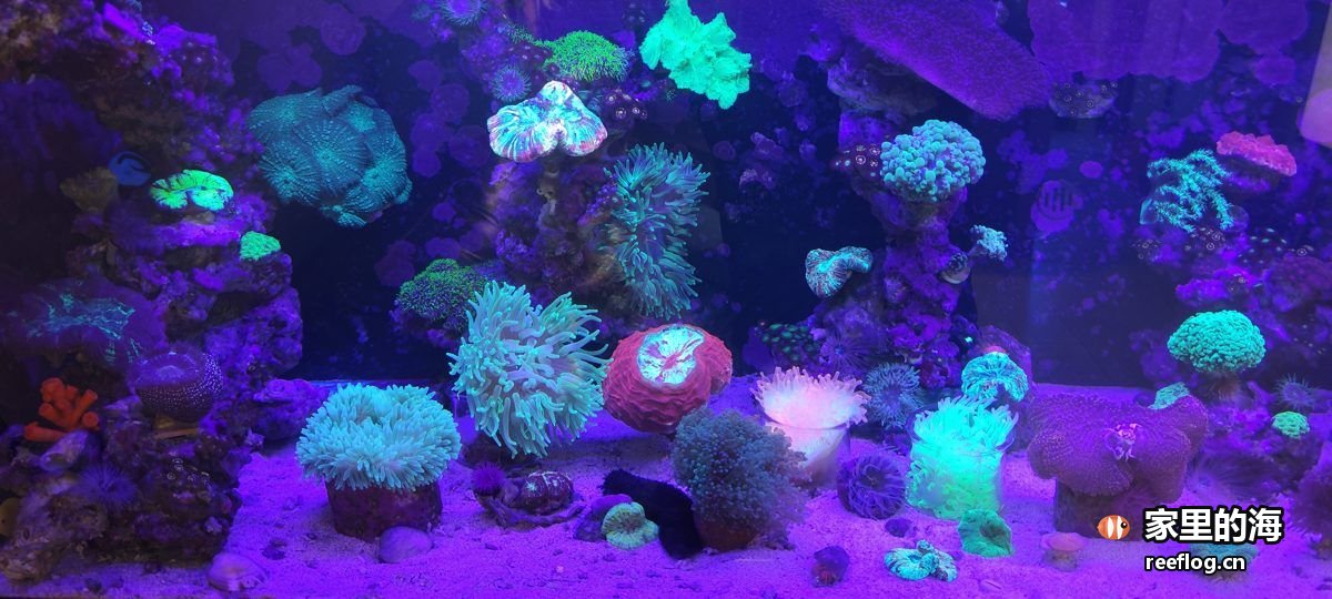 洋红粉色调的海缸实拍，横构图
