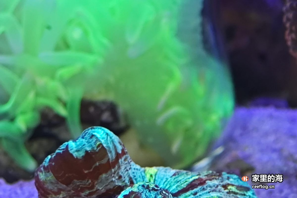 多色色调的海缸实拍，由竖图裁切出重点区域转为横构图