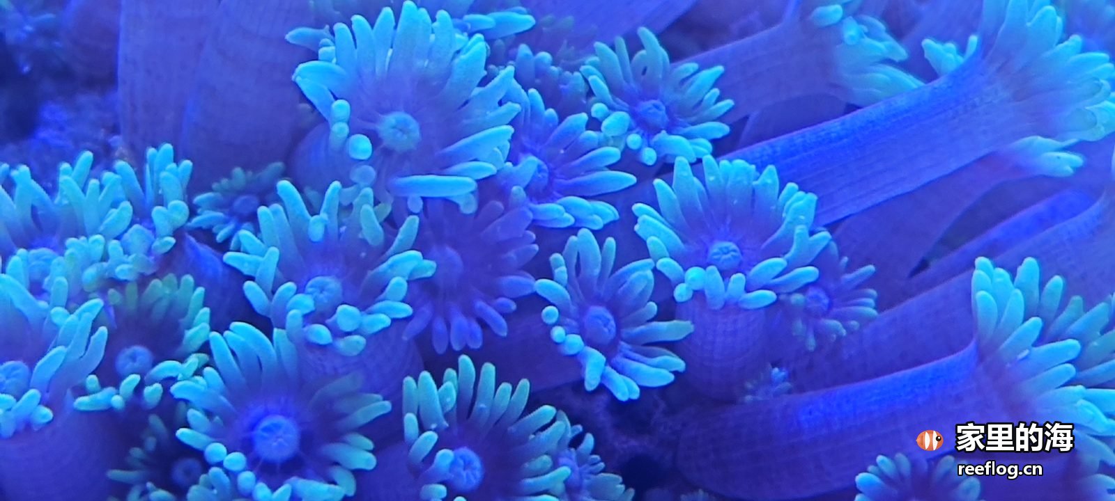 蓝紫灯光下珊瑚水螅体特写：一丛青蓝色细触手密密张开，每一根末端带白色小丛，触手底部收进淡紫色的管身里，画面里没有一处缩着