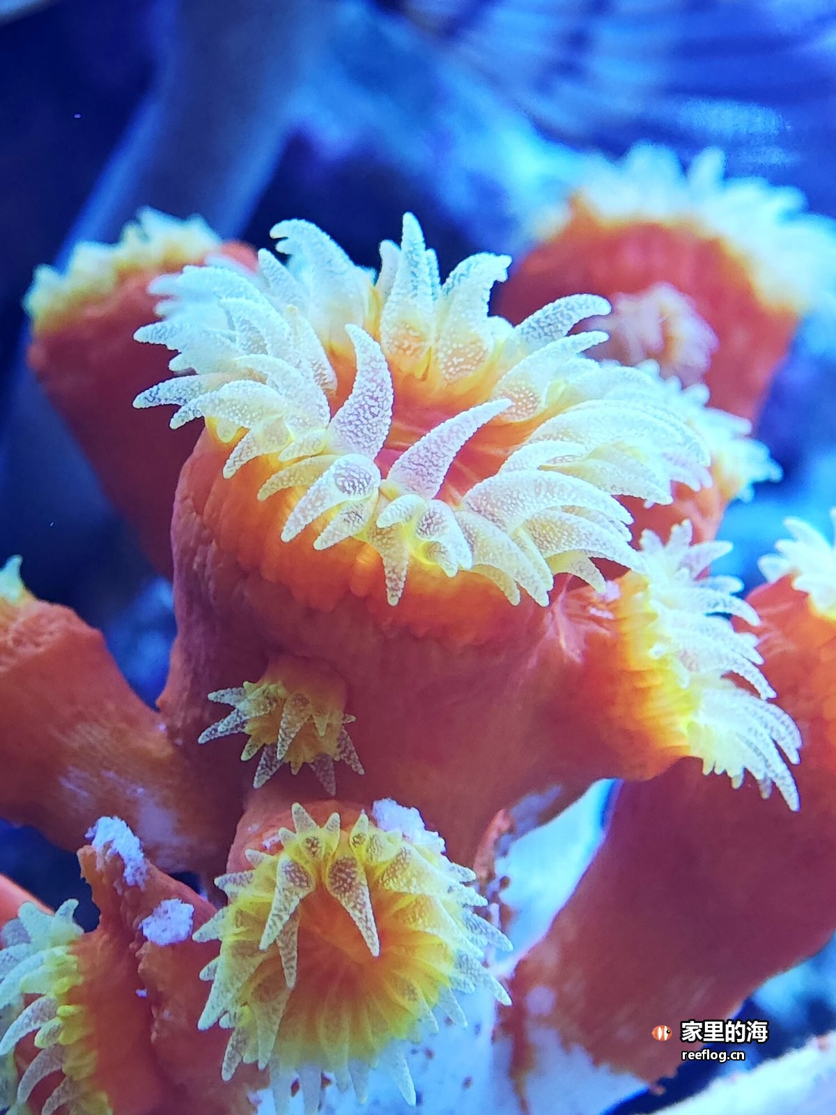 橙黄色大水螅体珊瑚特写，白色底座坐在细砂面上，背后一把蓝色羽毛状触手的大管虫