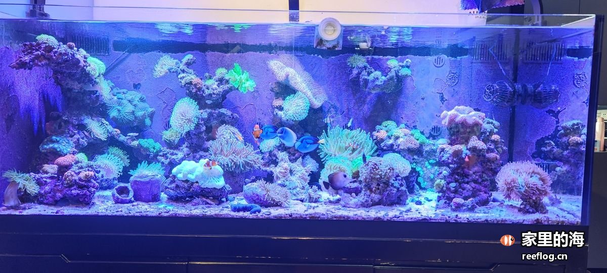 蓝灯下的整缸正面全景，左右两侧活石堆出高低错落的层次，上层与中层各停着不同珊瑚，底砂上零星散着低矮的菇类