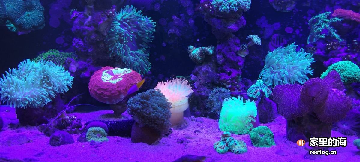 蓝紫灯光下色彩丰富的珊瑚群落