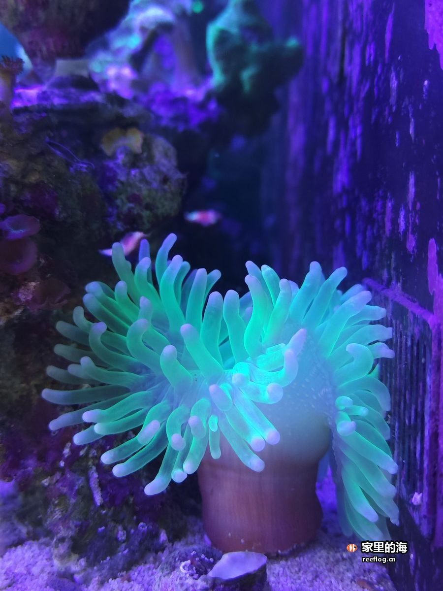 紫色礁石上一丛绿色火柴头珊瑚，触手舒展