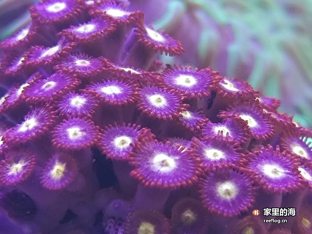 紫粉色分枝硬珊瑚特写