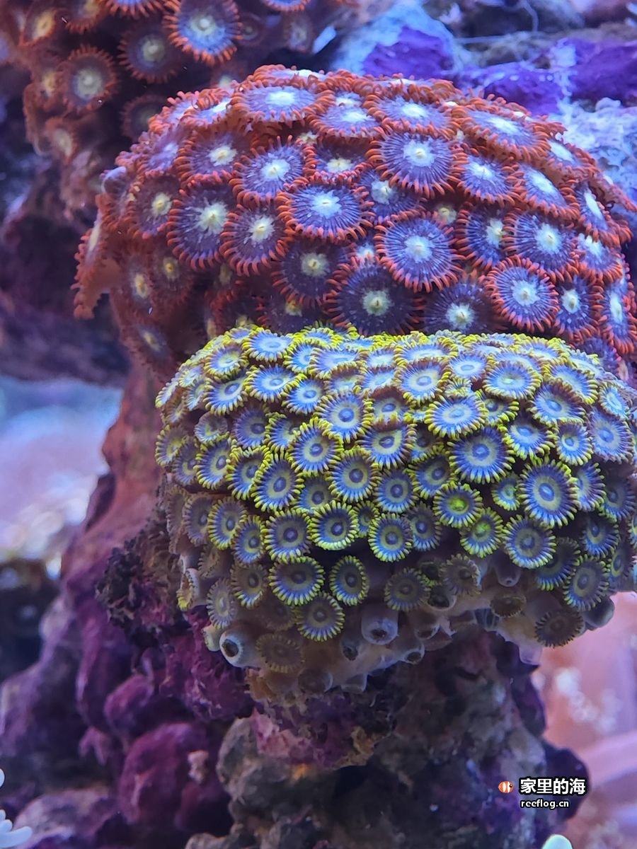 紫红与绿色相间的脑珊瑚群，一块块贴在礁石上