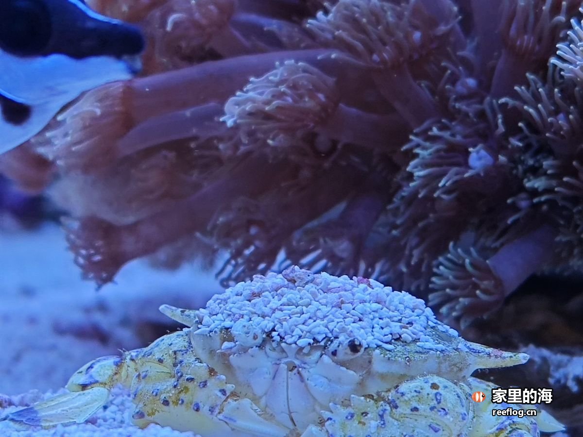 紫褐色桌状珊瑚上开着白色水螅体