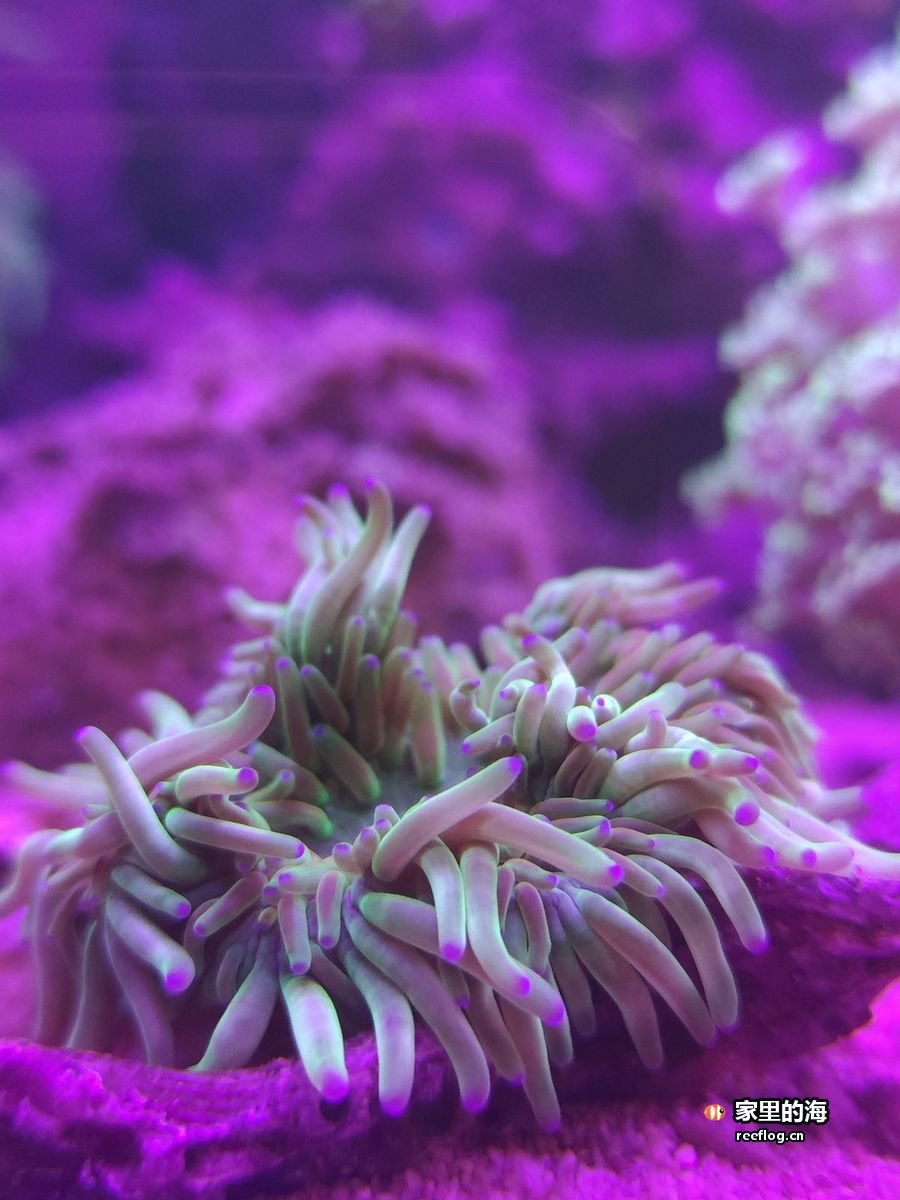 紫红色脑珊瑚群，绿色触手张成一片