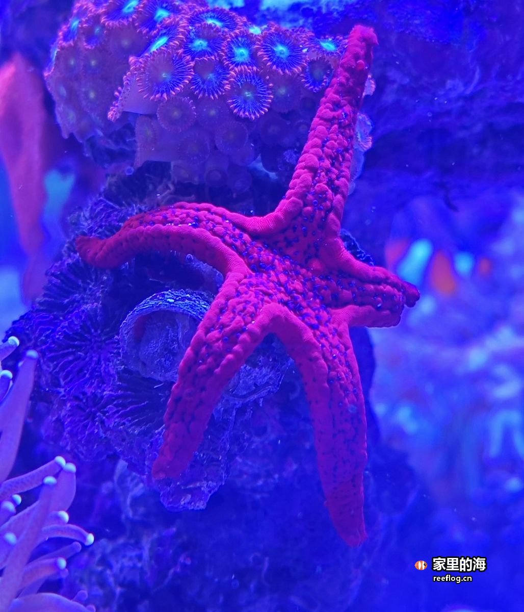 水中舒展的气泡珊瑚——稳定系统才养得出的状态