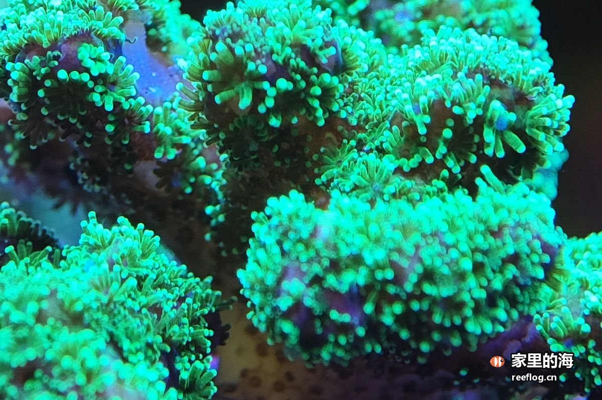 青绿色调的海缸实拍，由竖图裁切出重点区域转为横构图