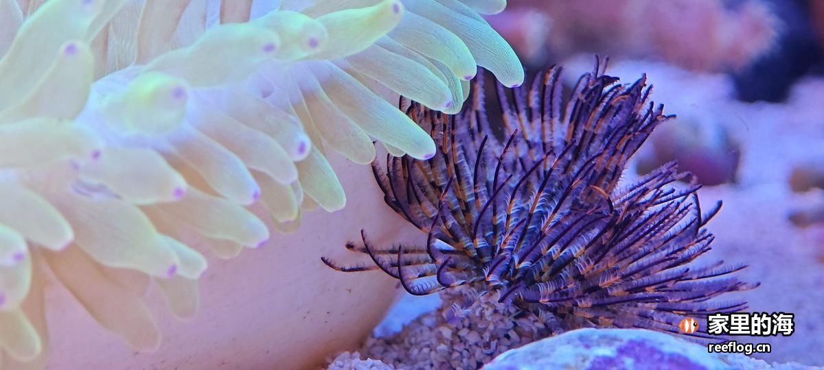 米白灰色调的海缸实拍，由竖图裁切出重点区域转为横构图