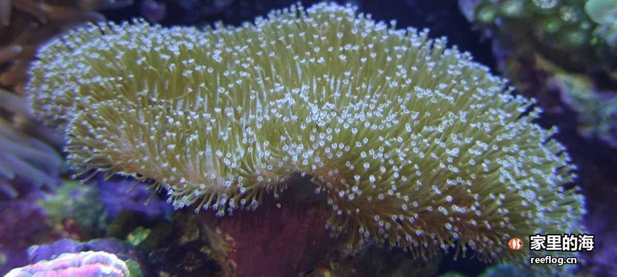 蓝紫色调的海缸实拍，横构图