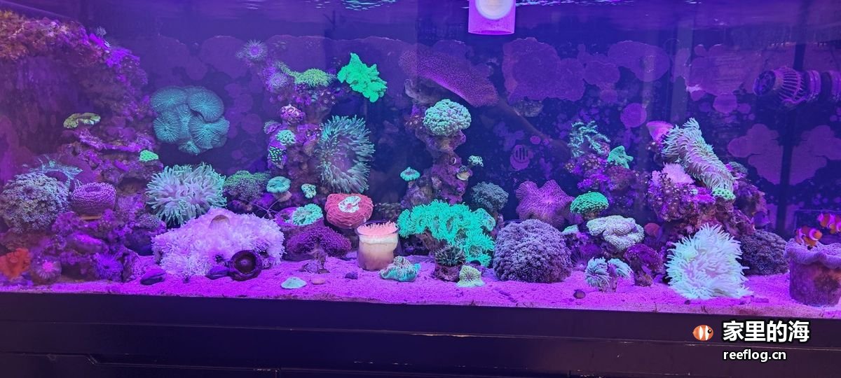 洋红粉色调的海缸实拍，横构图