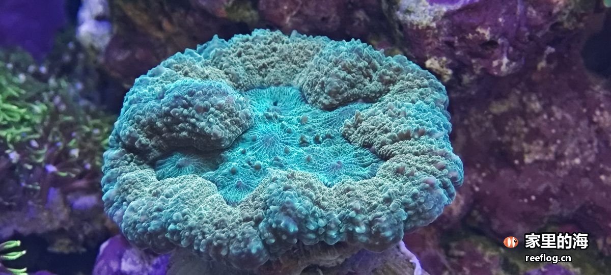 蓝紫色调的海缸实拍，横构图