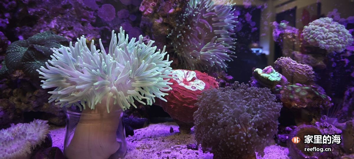 洋红粉色调的海缸实拍，横构图