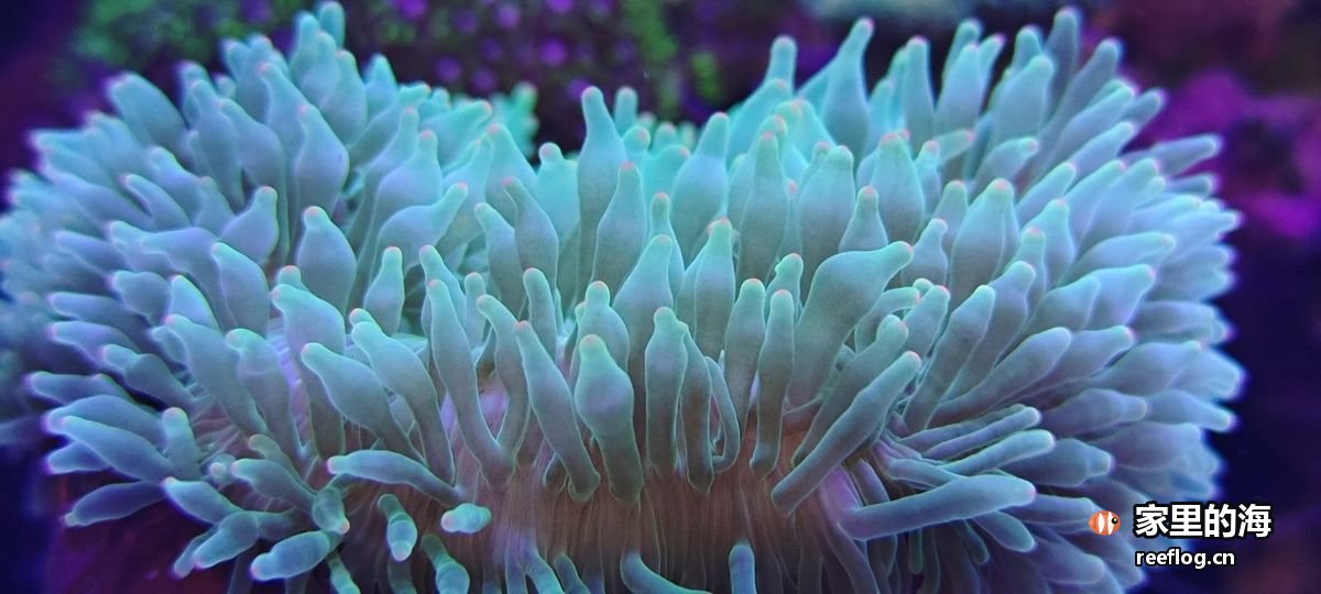 蓝紫色调的海缸实拍，横构图
