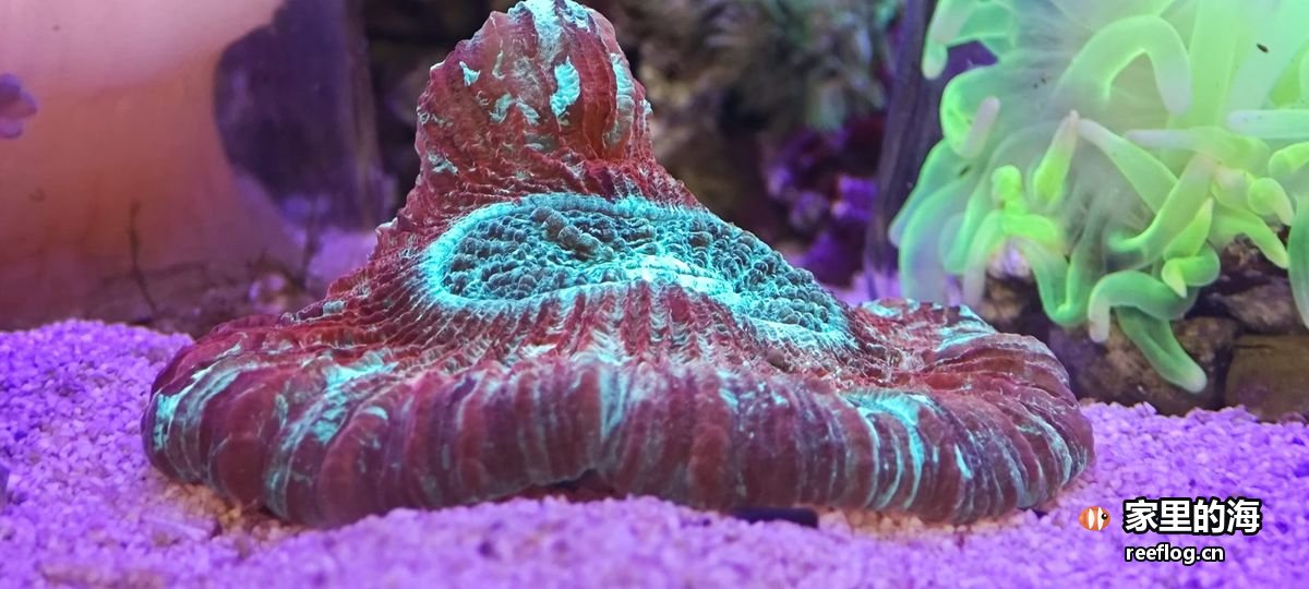 多色色调的海缸实拍，由竖图裁切出重点区域转为横构图