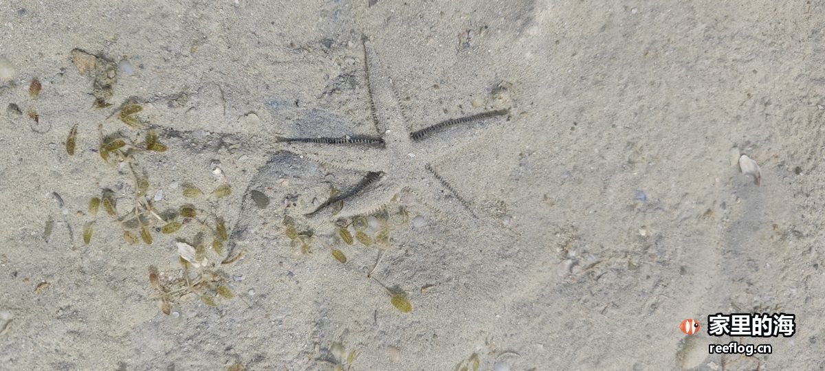 米白灰色调的海缸实拍，横构图