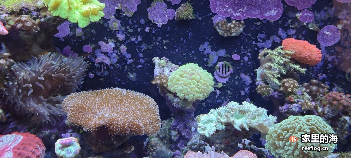 蓝紫色调的海缸实拍，横构图