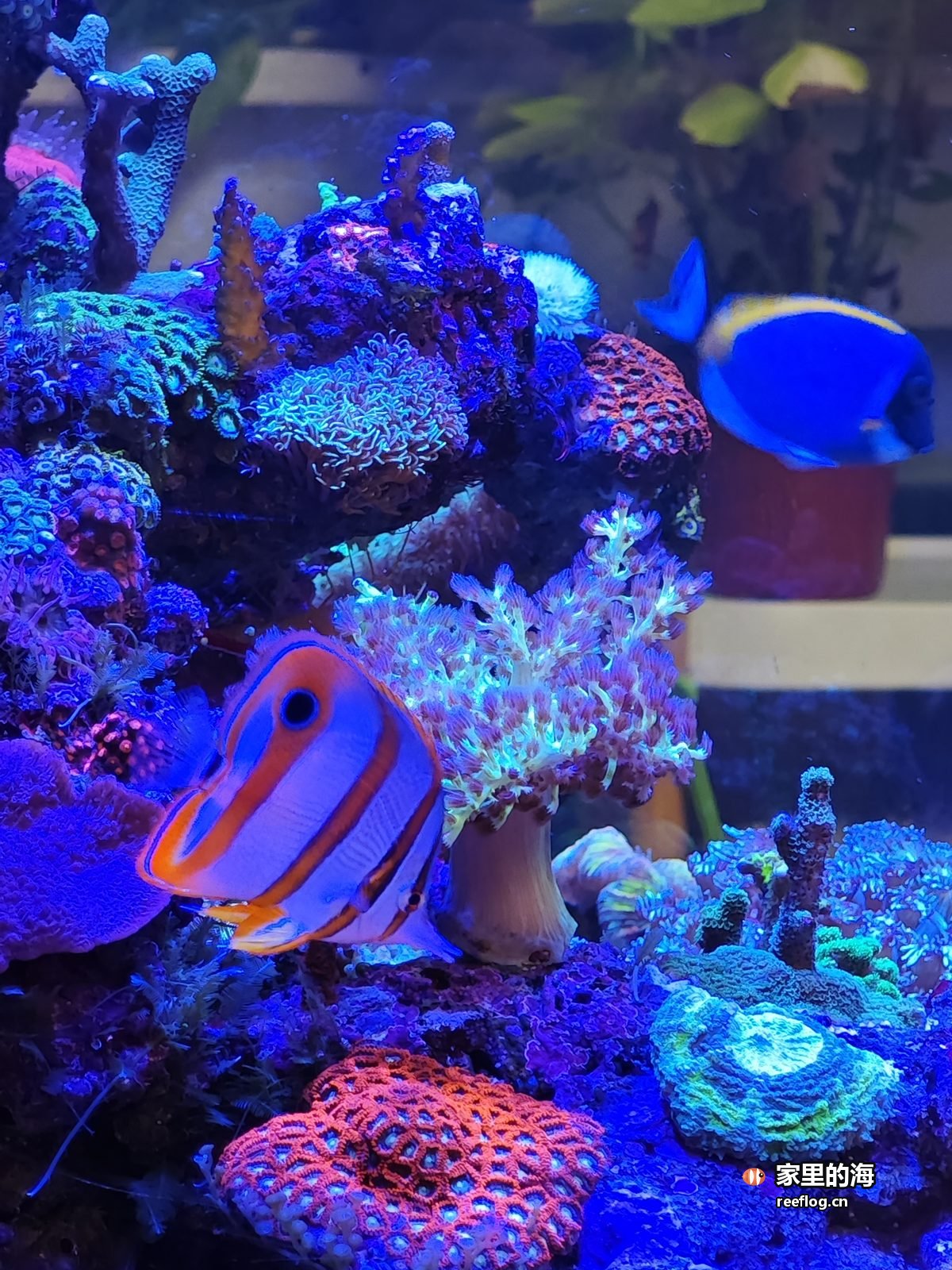 蓝紫灯下的缸内一角：造景石上叠着多丛珊瑚，前面一条橙白条纹、身体侧扁的小鱼贴着珊瑚游，右上方一条蓝身黄尾的大鱼，上方留出通透的水层