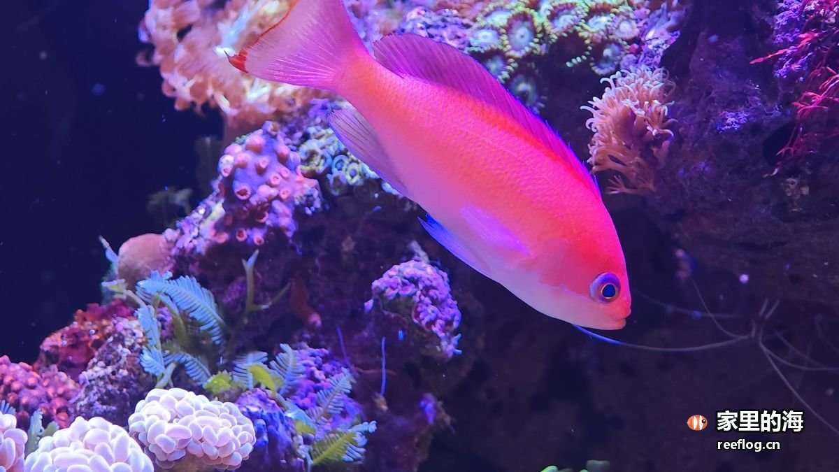 水清鱼靓的系统状态