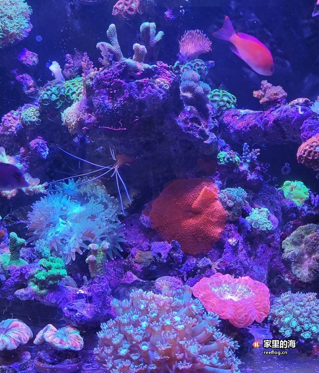 大海葵和蓝魔，水清之后生物才展现出这样的状态