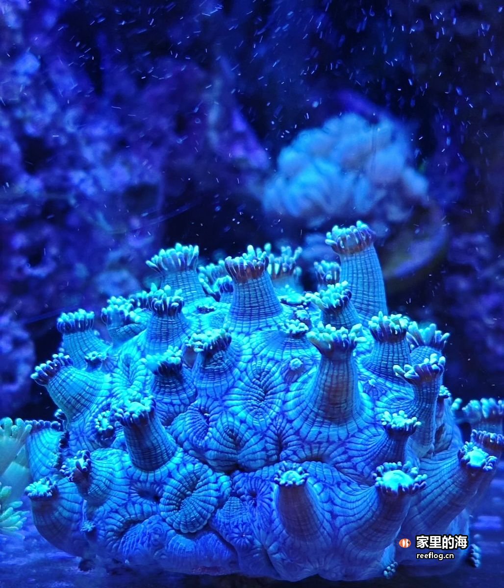 珊瑚沿着稀疏的岩石生长，每个位置都有水流