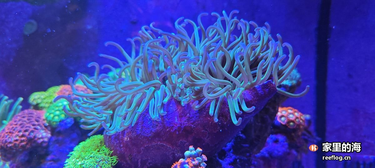 绿色海葵与珊瑚群实拍