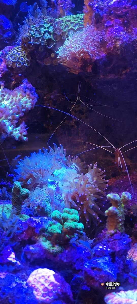 珊瑚间的清洁虾实拍