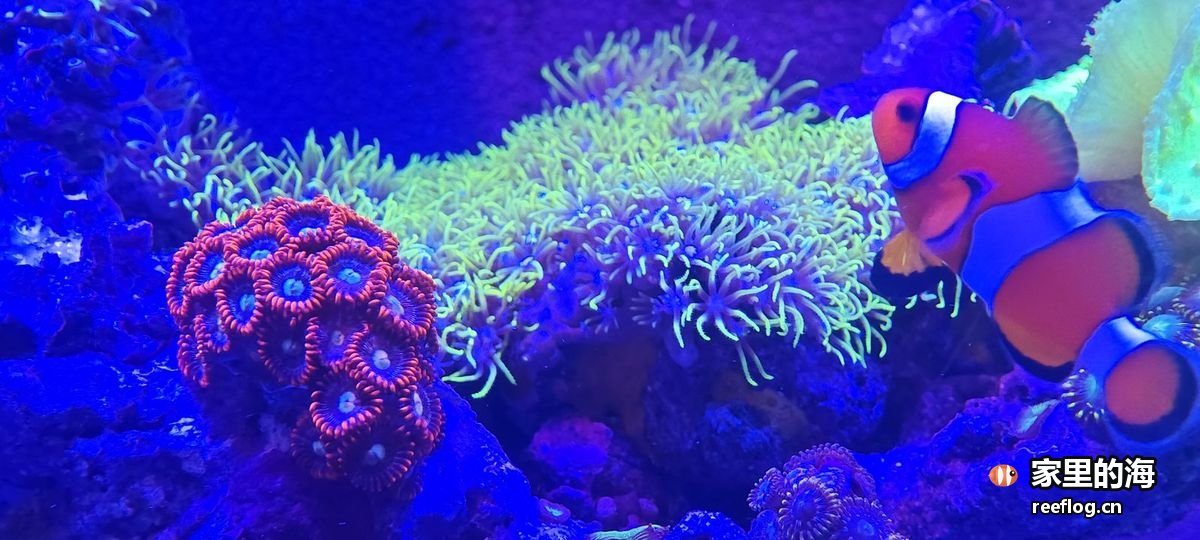 深蓝灯光下一丛绿色细瓣珊瑚铺满礁石，左侧一簇橙红纽扣珊瑚