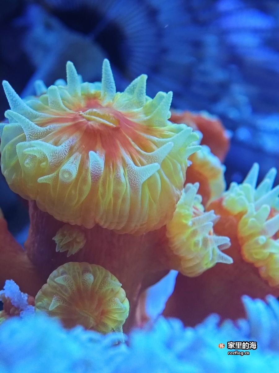 橙红底色、淡黄绿色水螅体的糖果珊瑚特写，蓝光背景