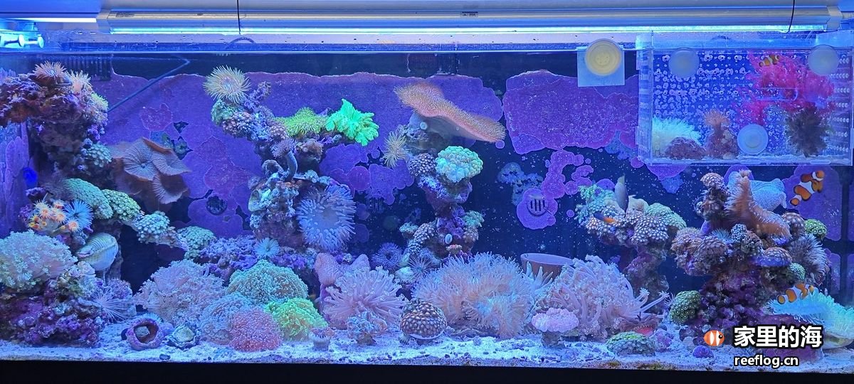 蓝紫灯光下的珊瑚缸正面全景，活石与各种珊瑚铺满整缸，上方水面与灯架清晰可见