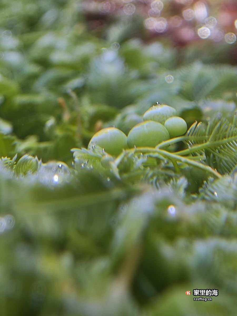 贴近拍摄的一丛淡绿色软珊瑚，细密羽状触手间挂着水珠与细碎气泡，背景虚化成点点散景光斑