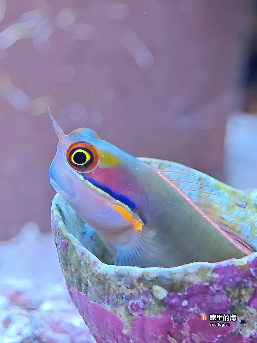粉紫灯光下一条体侧带蓝橙条纹、眼睛带橙圈的小鱼半身探出一枚覆满紫红钙藻的贝壳,贝壳搁在白色细砂上