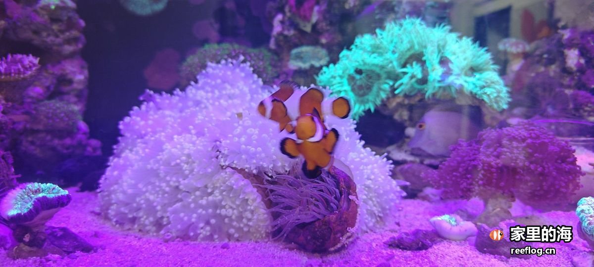 洋红粉色调的海缸实拍，横构图