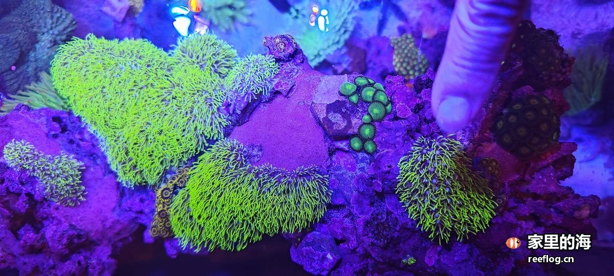 紫蓝灯下的活石造景，石面上几丛亮绿色草皮状珊瑚连成一片，中间一处平坦石面上散布一团墨绿色泡状藻，右侧一枚手指轻搭在石头上