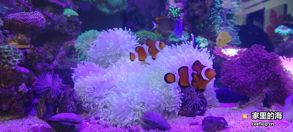 蓝紫灯下的珊瑚缸全景，两三条橙白小丑鱼贴在白色海葵的触手上