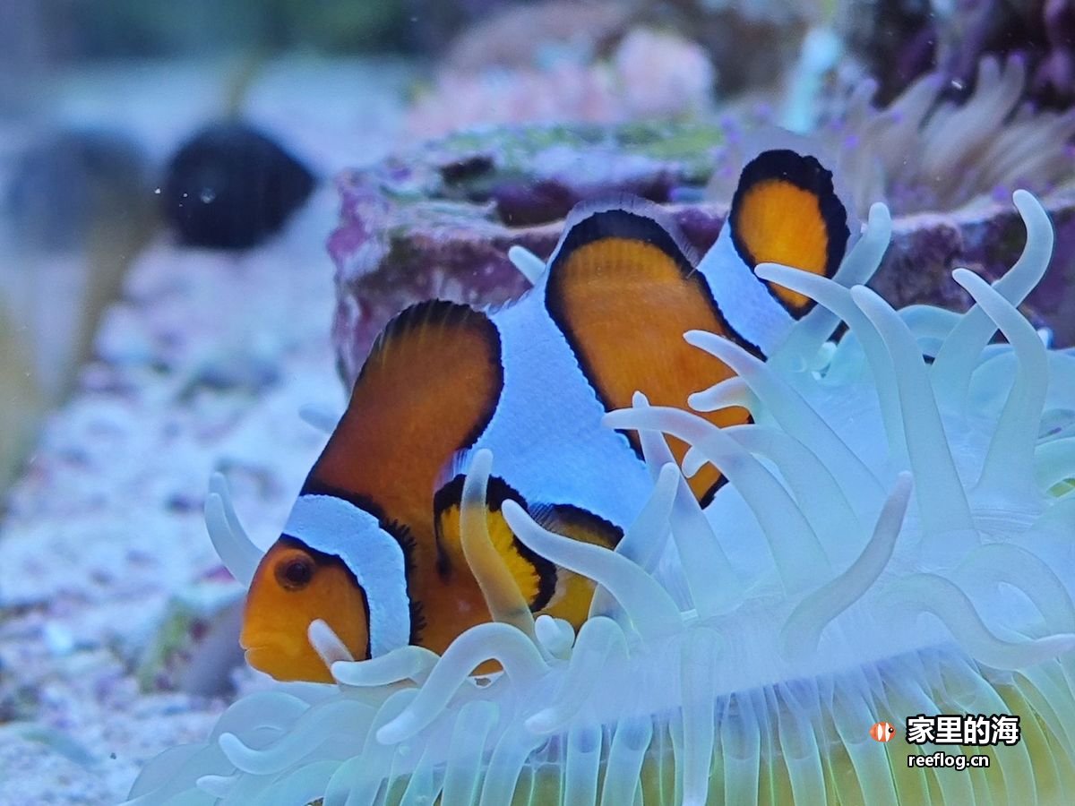 白色海葵里一对小丑鱼并排停着