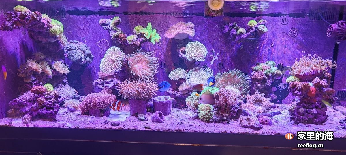 稳定水质下的整缸全景