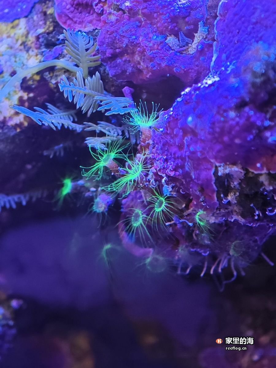 暗紫色活石上的珊瑚，蒸发补水正常时的日常缸景