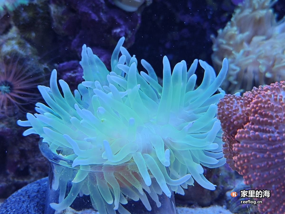 缸里舒展的绿色软珊瑚