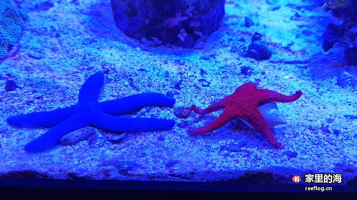白沙底海星实拍
