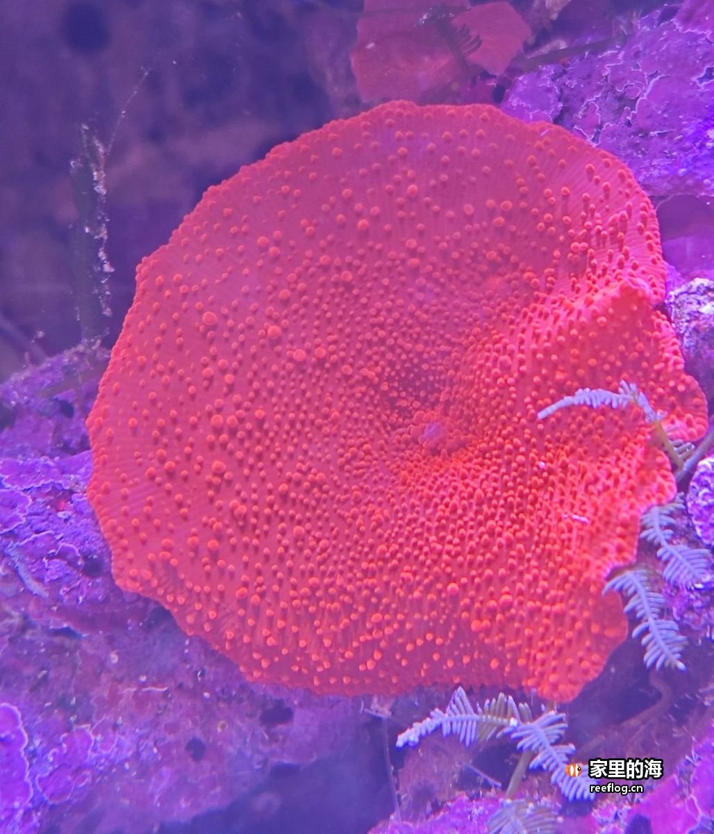 贴着玻璃的螺和海星，系统稳定后生物才开始活跃