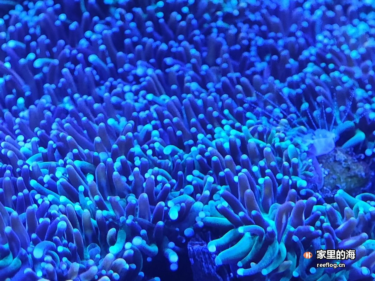 蓝光下鹿角状分枝硬珊瑚