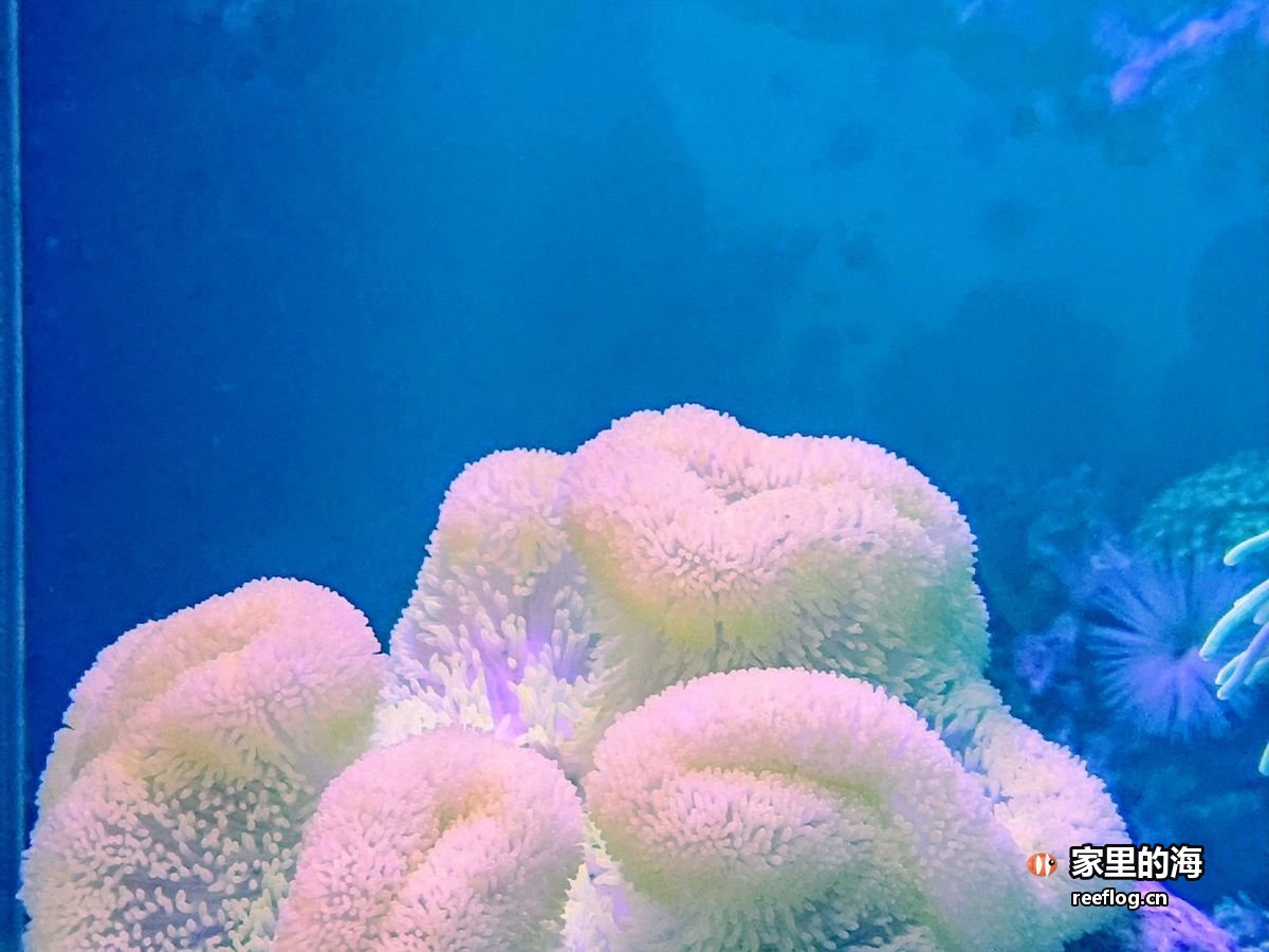 蓝色水体中一丛粉白色花状珊瑚