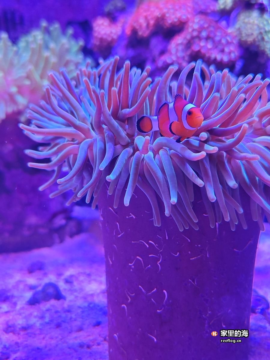 紫蓝色海葵与珊瑚组成的小景，一条红色小鱼停在旁边